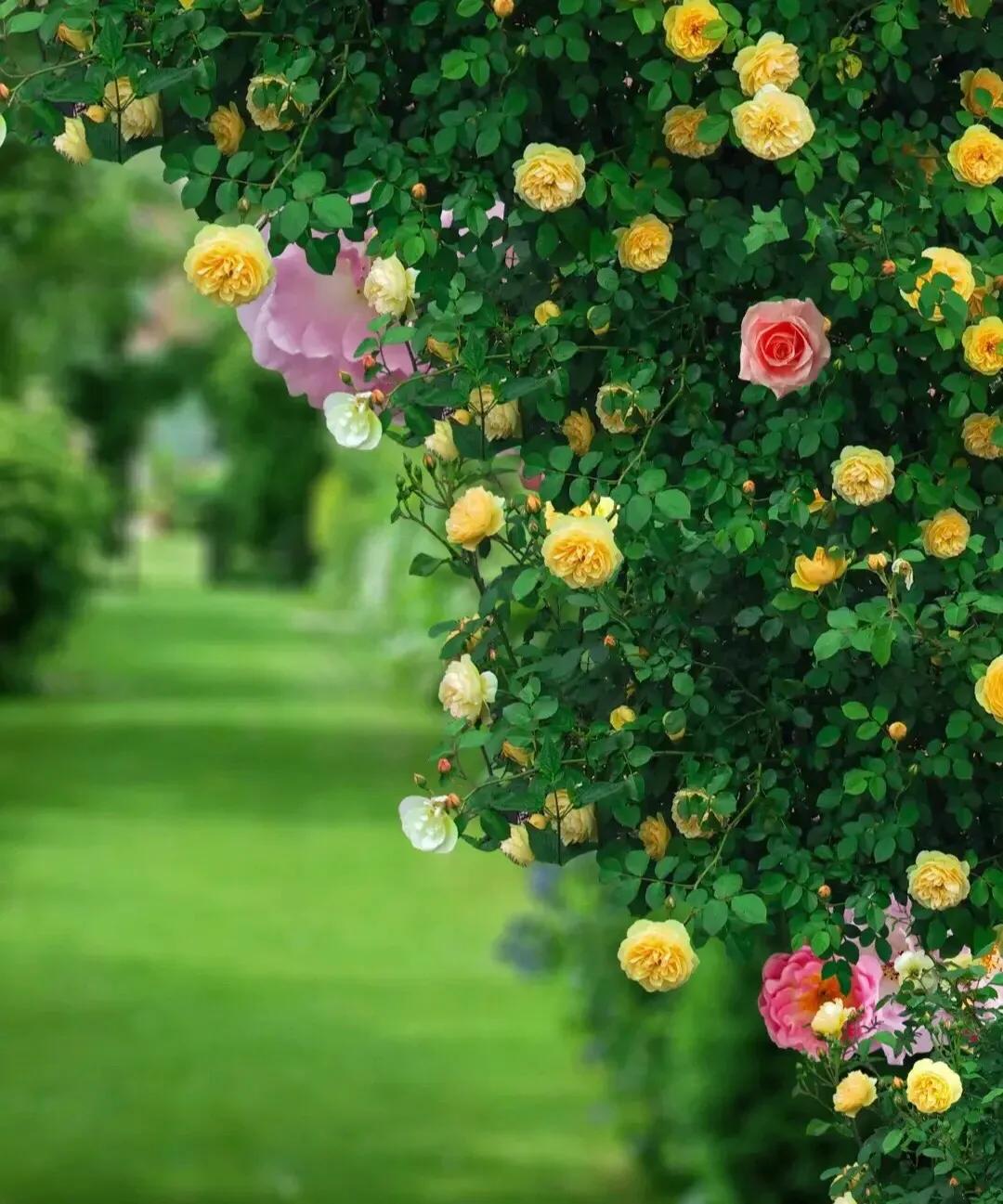 关于白色蔷薇花说说(蔷薇花的朋友圈说说) _晶羽文学网