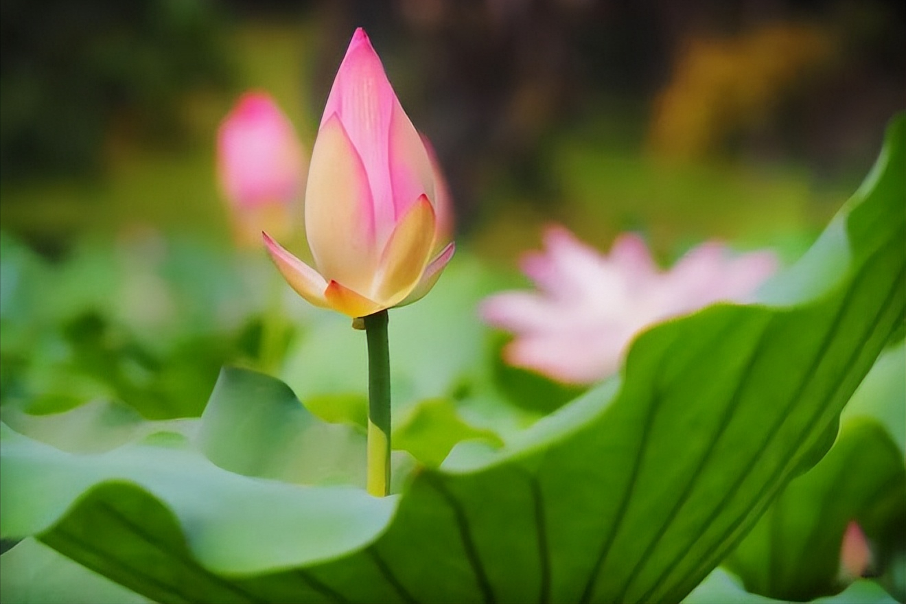 30首唯美荷花诗词，让诗意的荷花给你带来夏日的美好