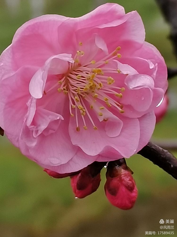 烟雨蒙蒙问花村 作者：武术兰