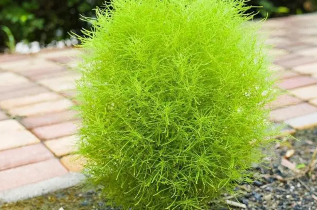 风滚草在美国堵路还淹没小镇,入侵全球,在我国却很难"成年"