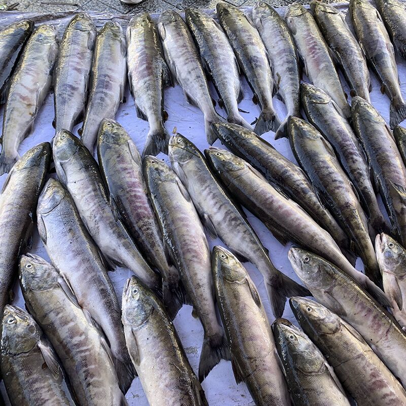 精准区别鱼类的种类马哈鱼与三文鱼