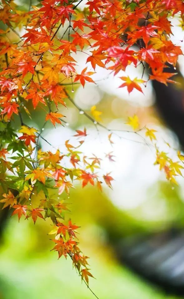 人生入秋，我愿意就这样，平静、淡然的度过余生