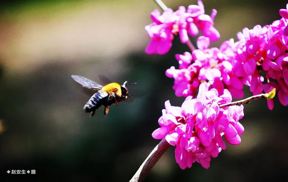 疫情挡不住春天的脚步，小编带你去看古城秦州的春暖花开