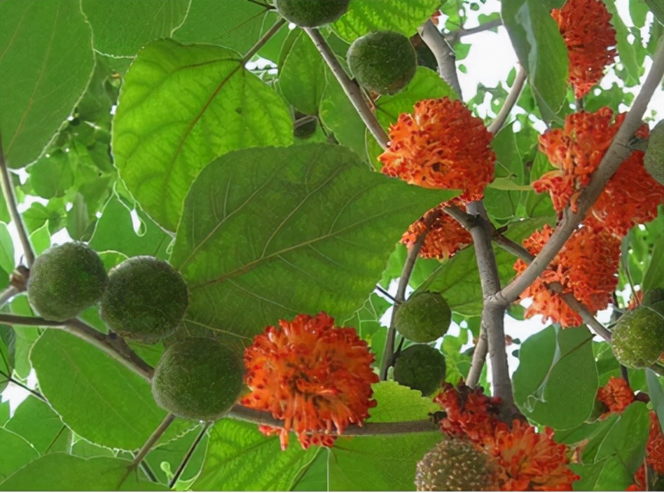 构树图片与功效作用(构树穗的功效与药用价值)