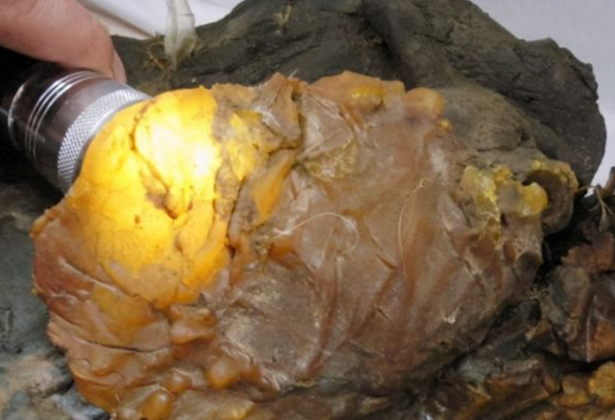 太岁是真实的生物太岁竟是真实生物