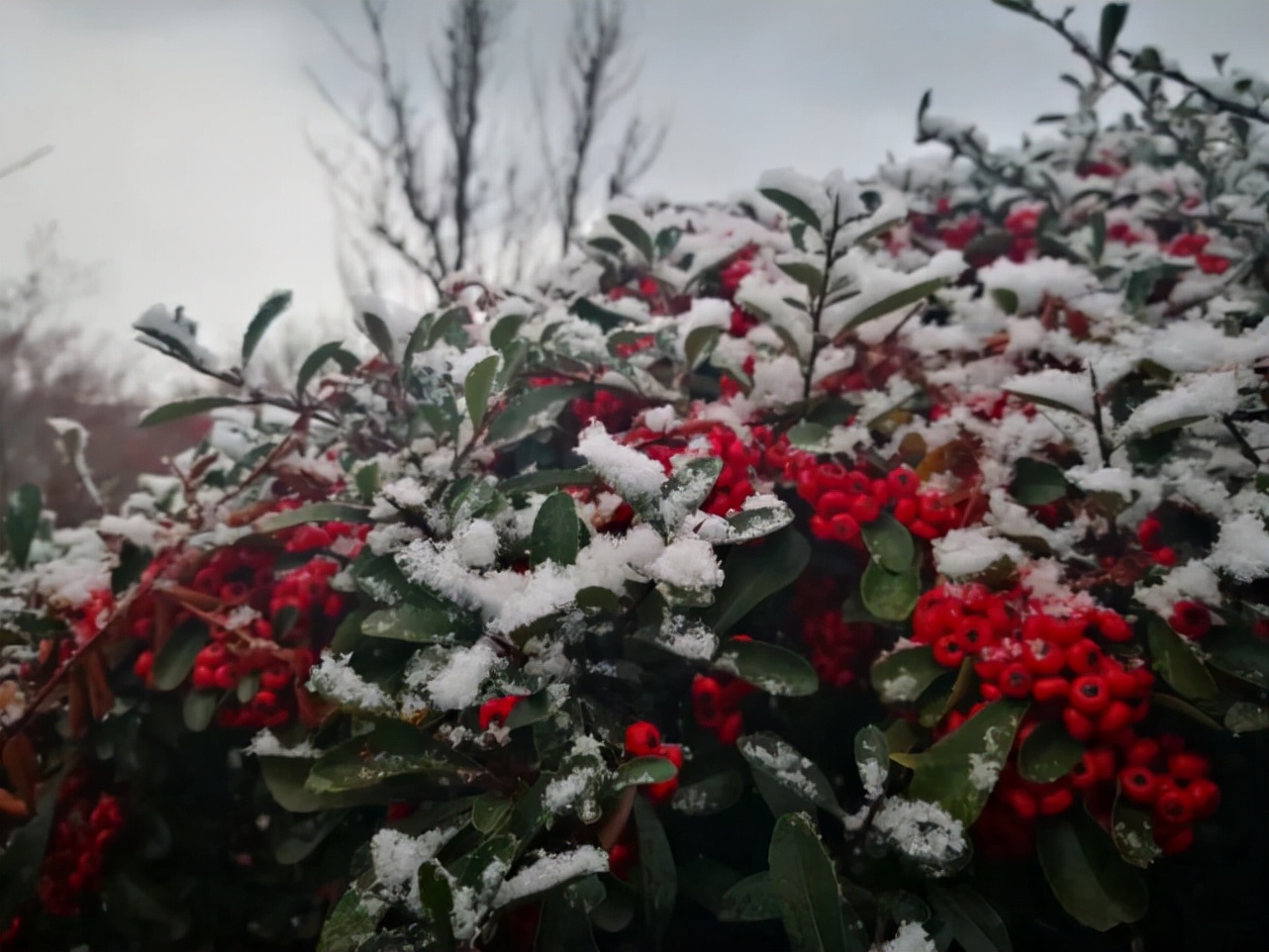 雪落成诗，愿冬去春来繁花盛开，2022年一切安好~