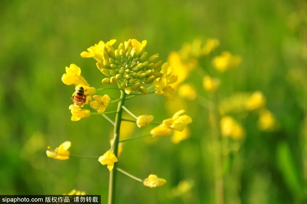 好消息！3月26日，首農·紫谷伊甸園開園啦！