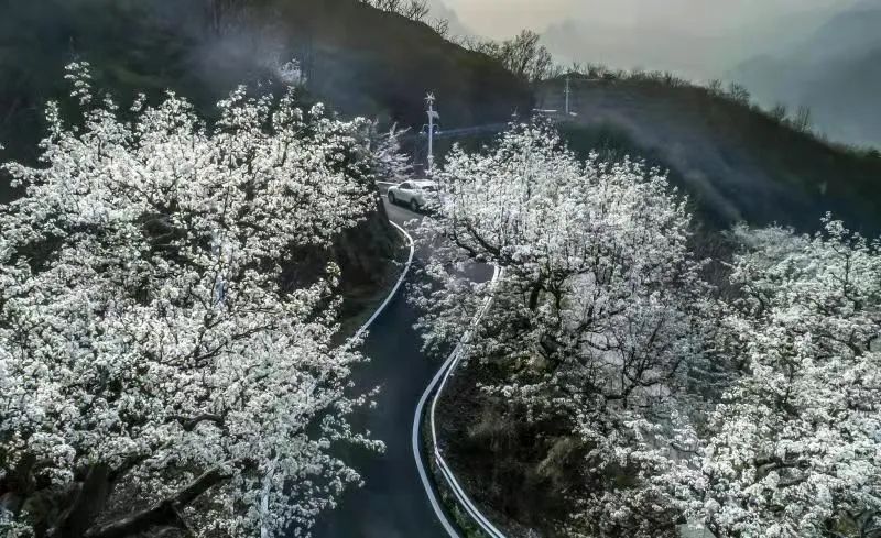 【镇罗营镇】万亩梨花邀您共赏