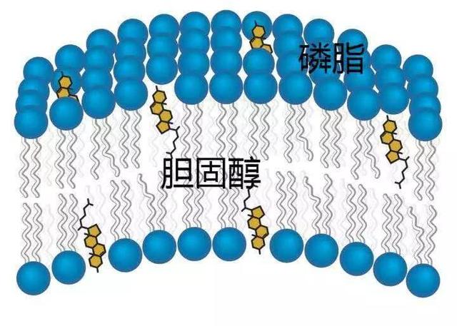 "胆固醇排行榜"公布,鸡蛋黄排最后,榜首是它的5倍左右