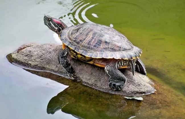 铁背鱼长什么样，95种禁放水生物图片介绍