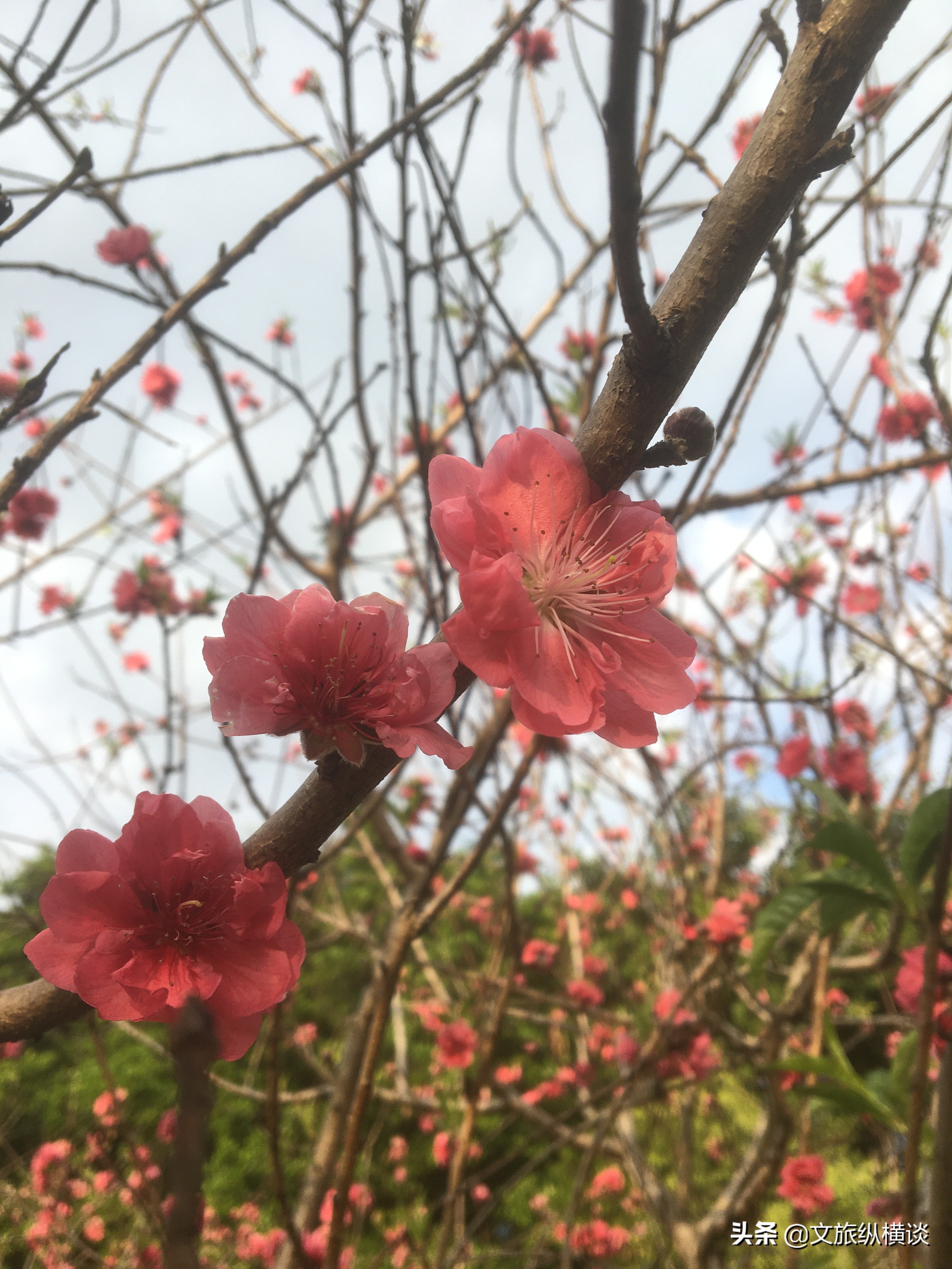 春天里，广州花开叶落，半城花海半城秋