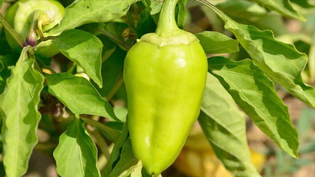 第15期/3月遇“开门寒”，种这几种菜最容易受灾