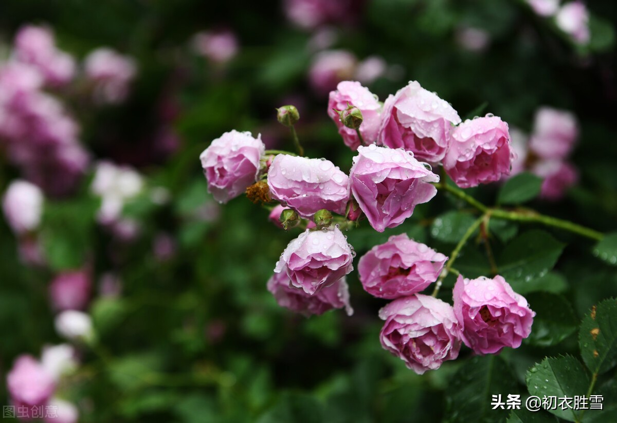 描寫春天和雨景的優美句子