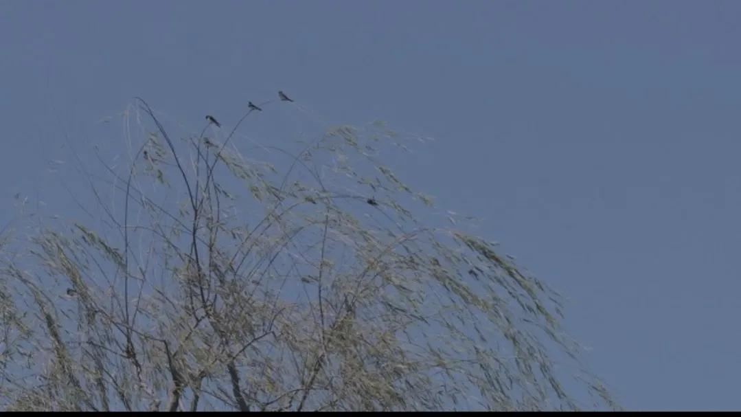 详解古诗词《六月二十七日望湖楼醉书》及附习题练习