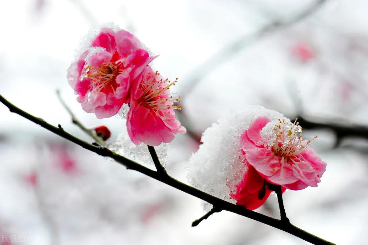 冰雪中的梅花绽放图片图片