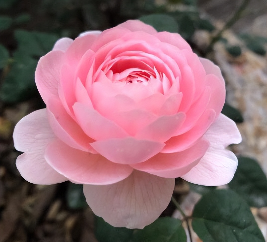 瑞典女王月季优缺点(瑞典女王——月季界的颜值担当,典雅大气,皮实好