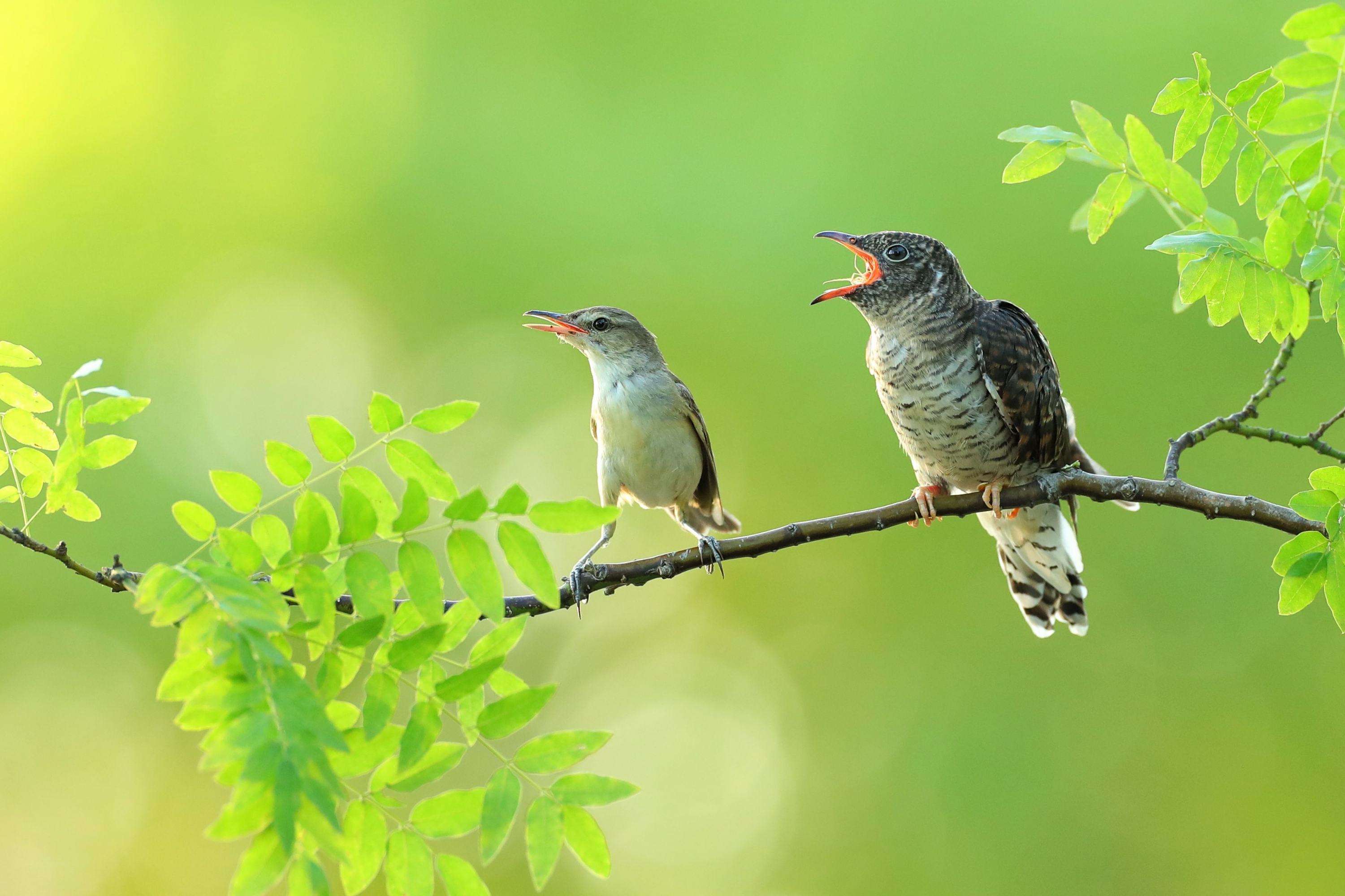 乡土散文:布谷声声里 麦收在望时
