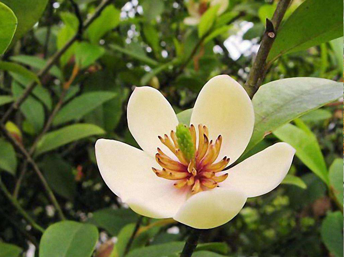 植物花卉品种大全图片（科普100个花卉图鉴）