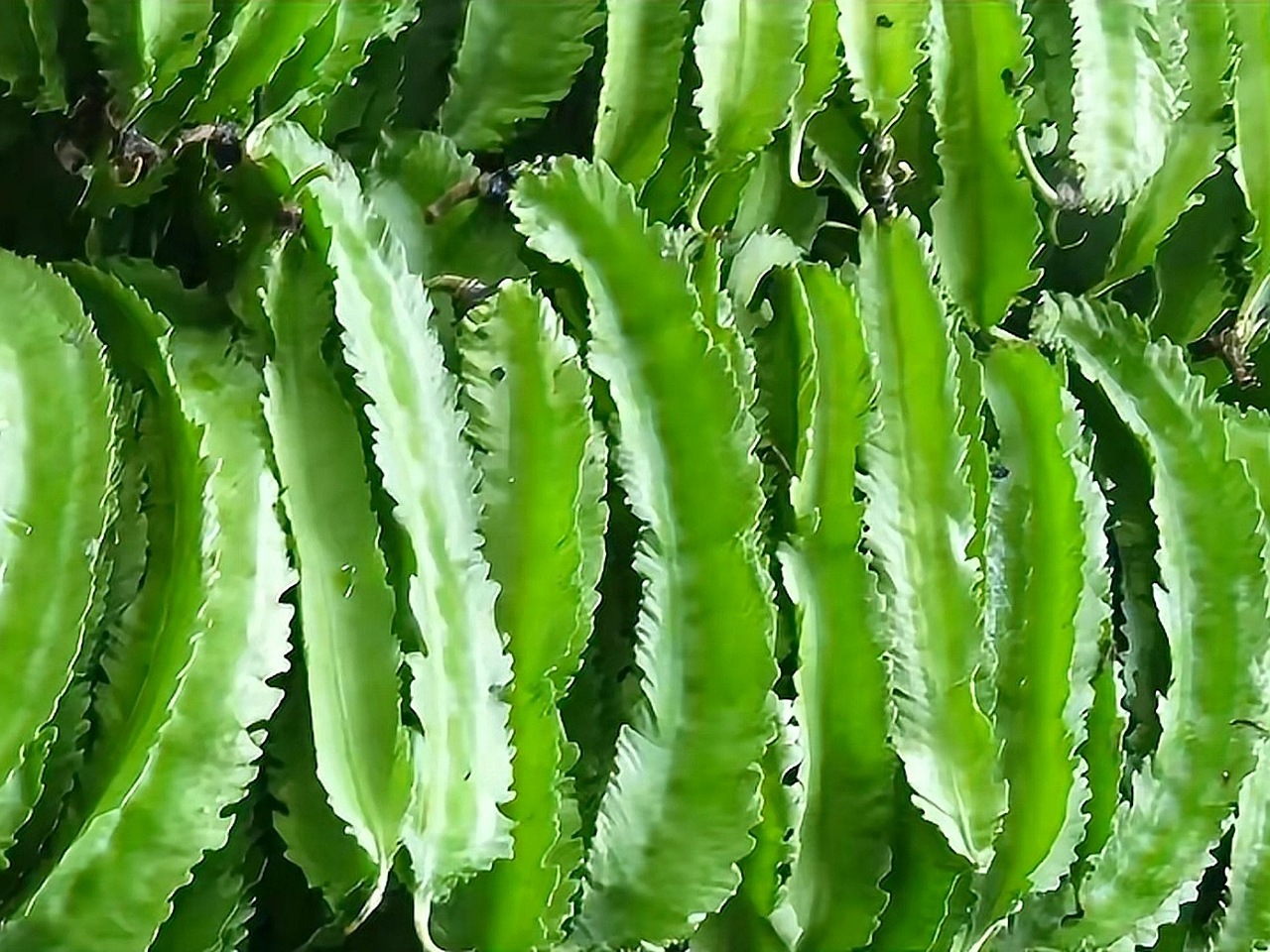“豆中之王”四棱豆，豆角里的另类，见过的人不多，吃过的人更少