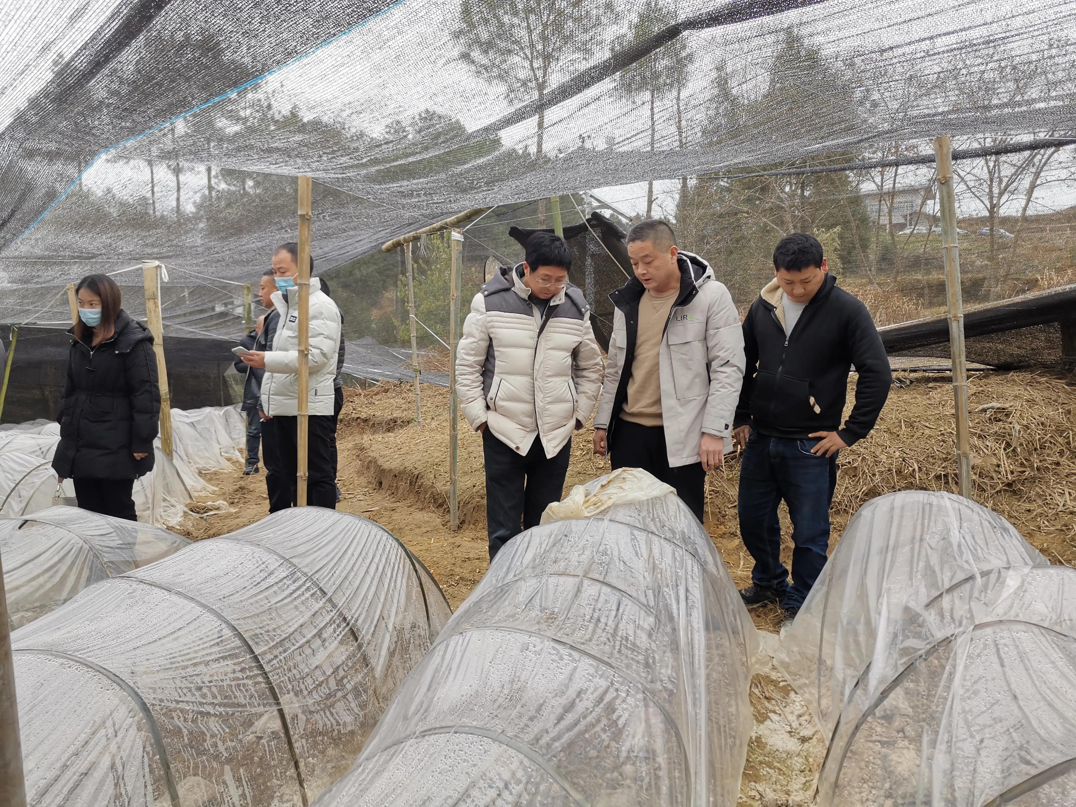 四川省食用菌研究所专家服务三农调研指导羊肚菌产业发展