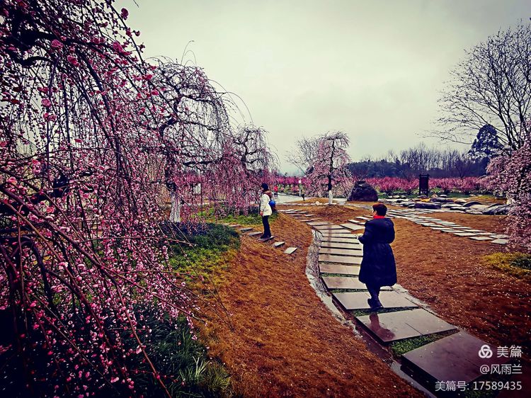 烟雨蒙蒙问花村 作者：武术兰