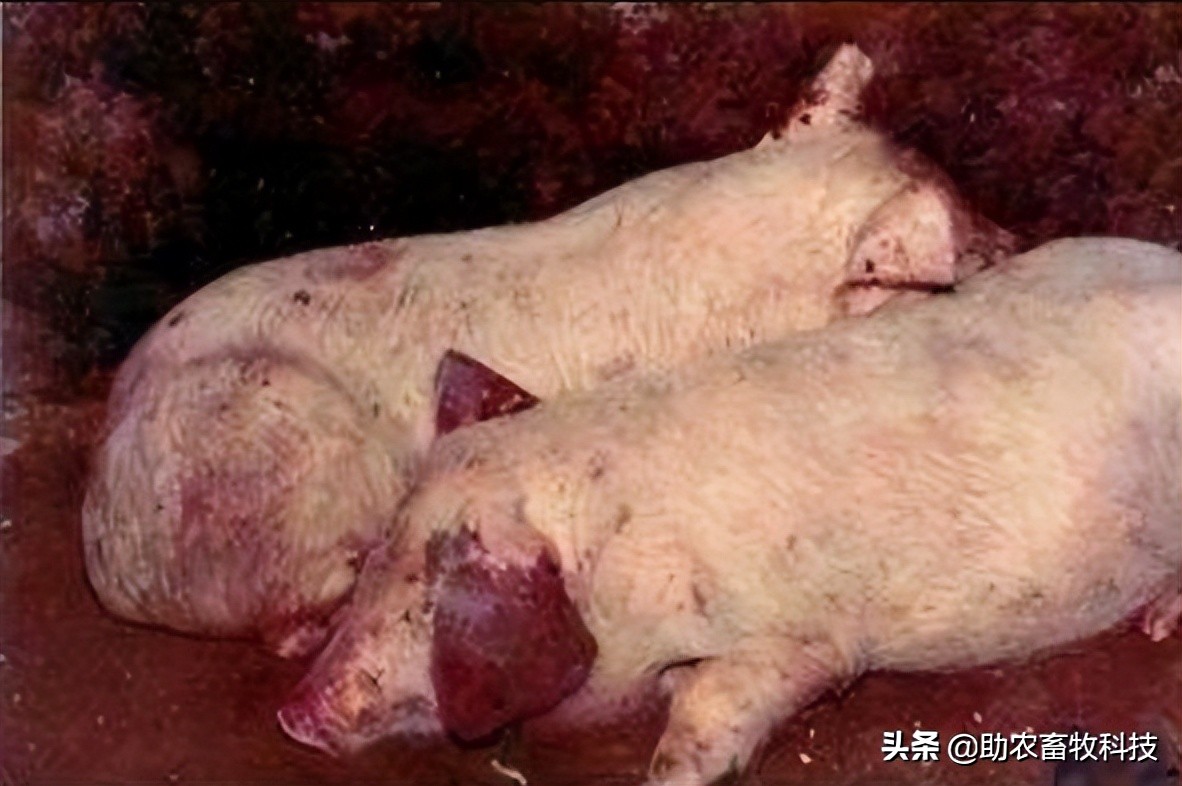 当前猪场感染疑似非洲猪瘟的症状与几个规律出现这些情况要果断采取