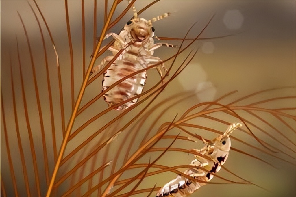 同人类共演化，揭开人类褪毛、穿衣之谜的虱子，为何很少看到了？