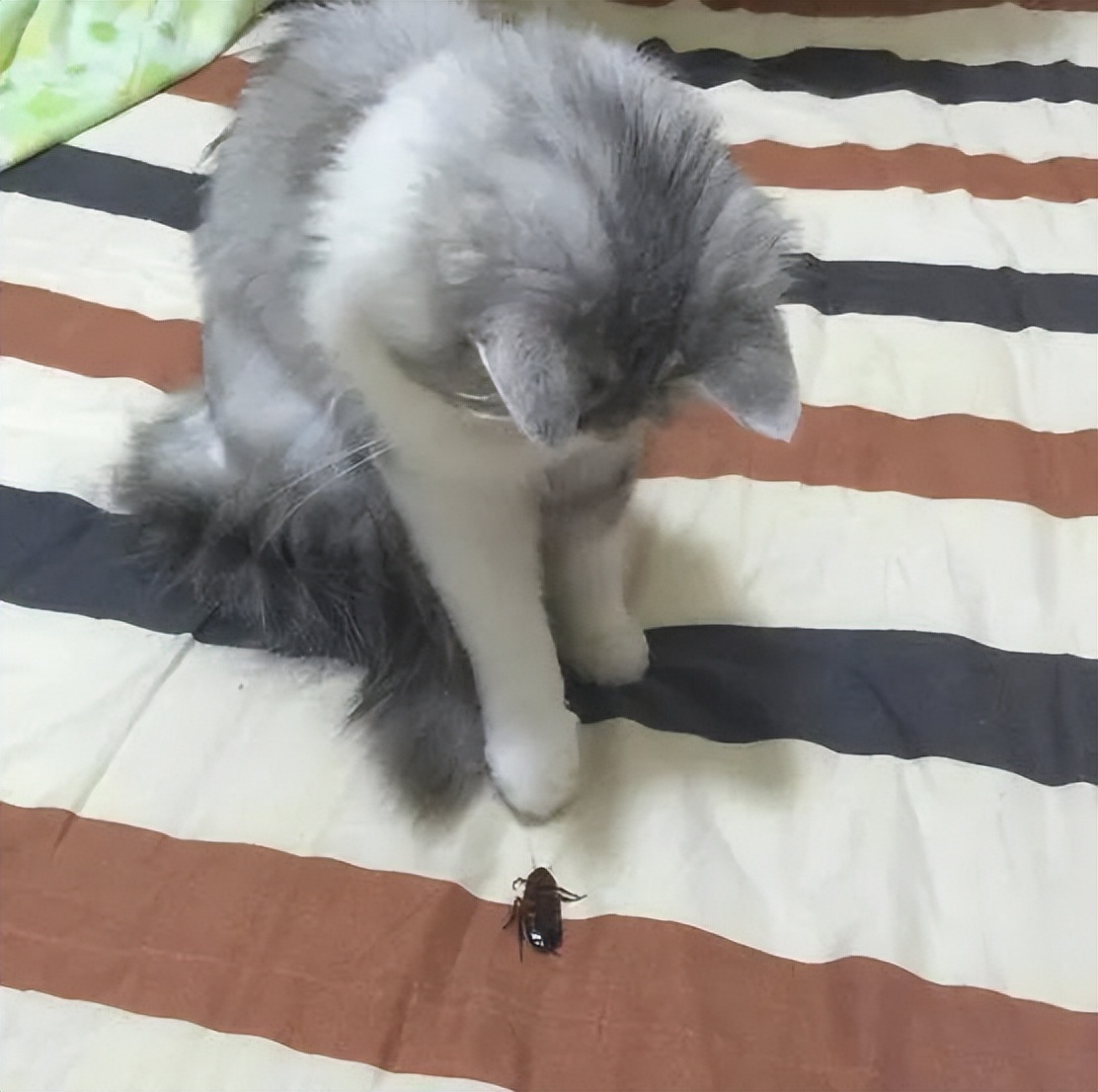 主人没饭吃，猫猫真的会抓鱼报恩吗？