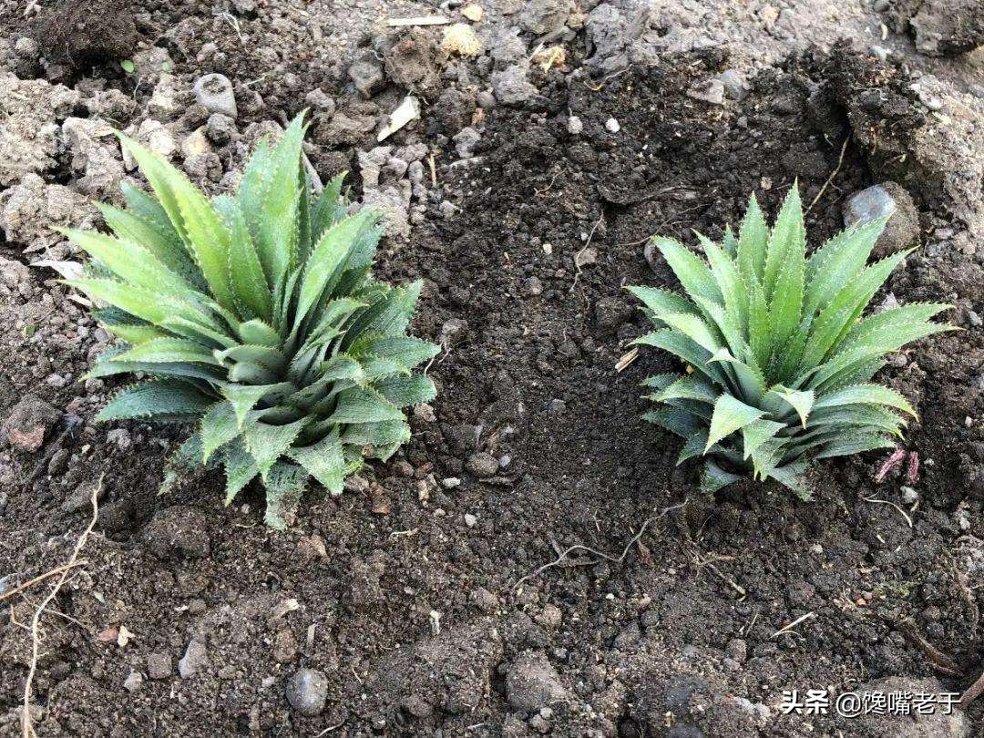 买菠萝时，别光图省事，这2件东西一定要带走，看完涨知识了