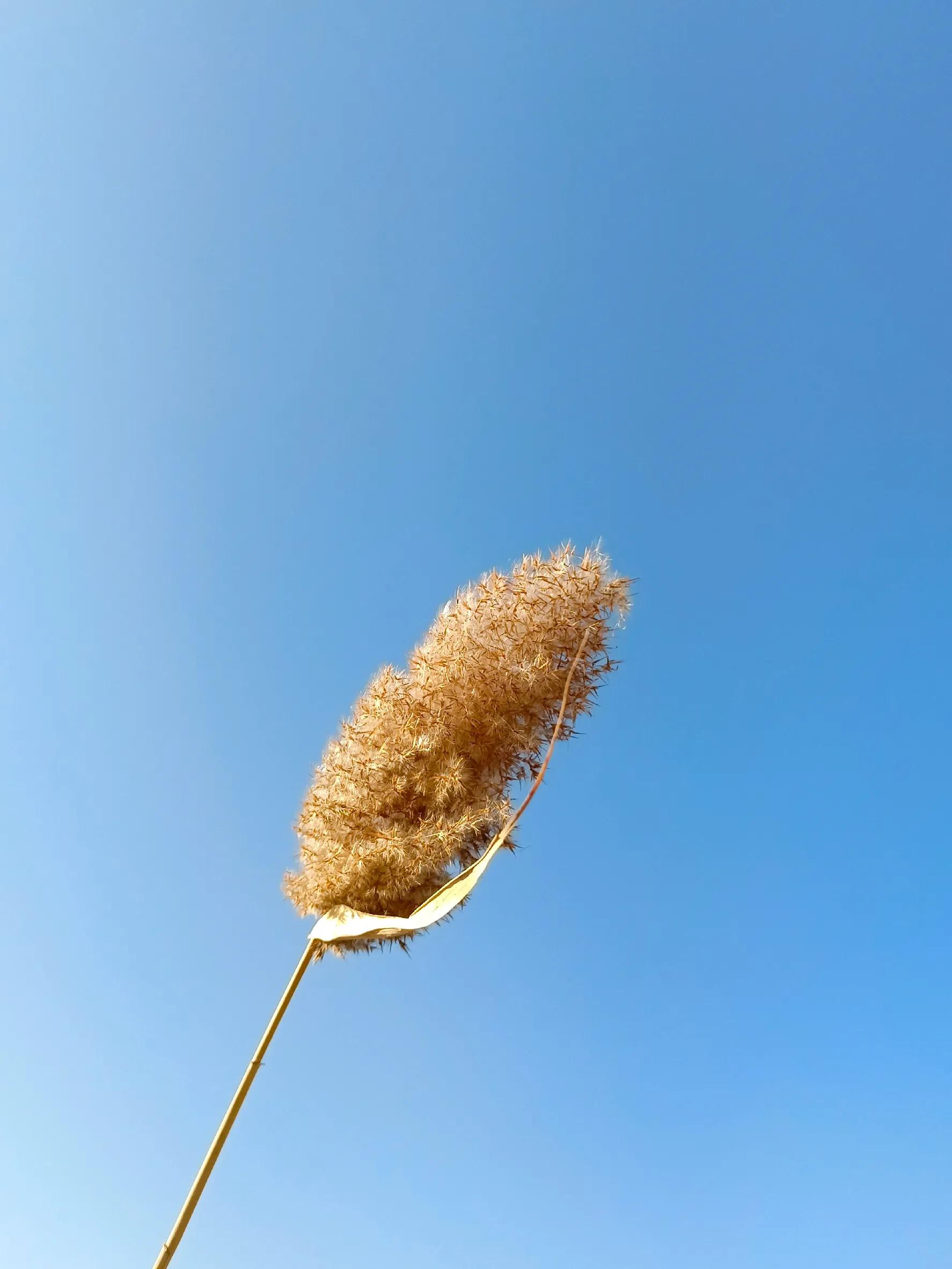 散记：悼念平凡的你