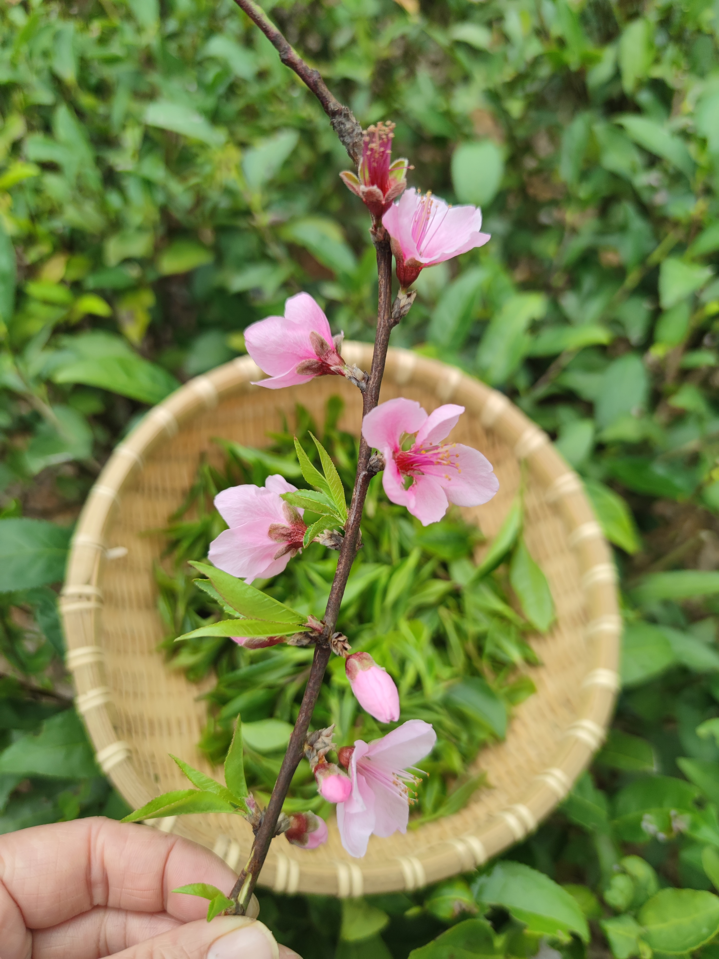 茉莉花茶十幾二十元就能買到？看一下是怎么回事