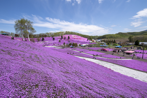 春季赏花北海道小旅行推荐 满地樱花 的道东大空町攻略 珍娱客