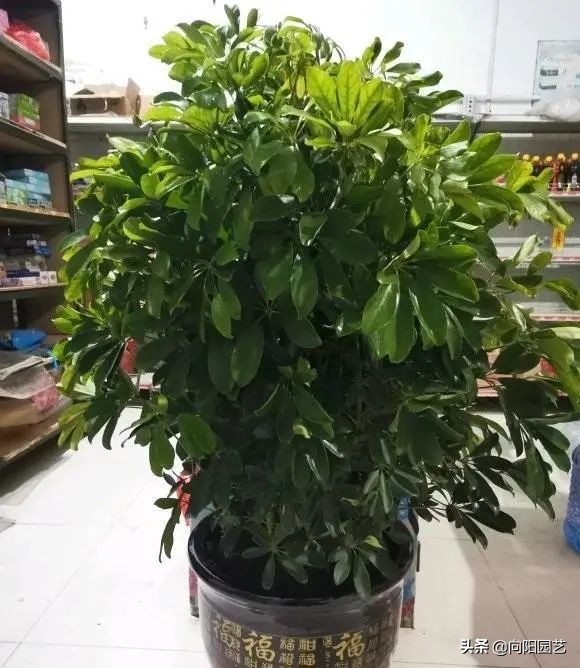 这8种花“招财”，养在家里，寓意“吸财进宝”，你家养的吗？