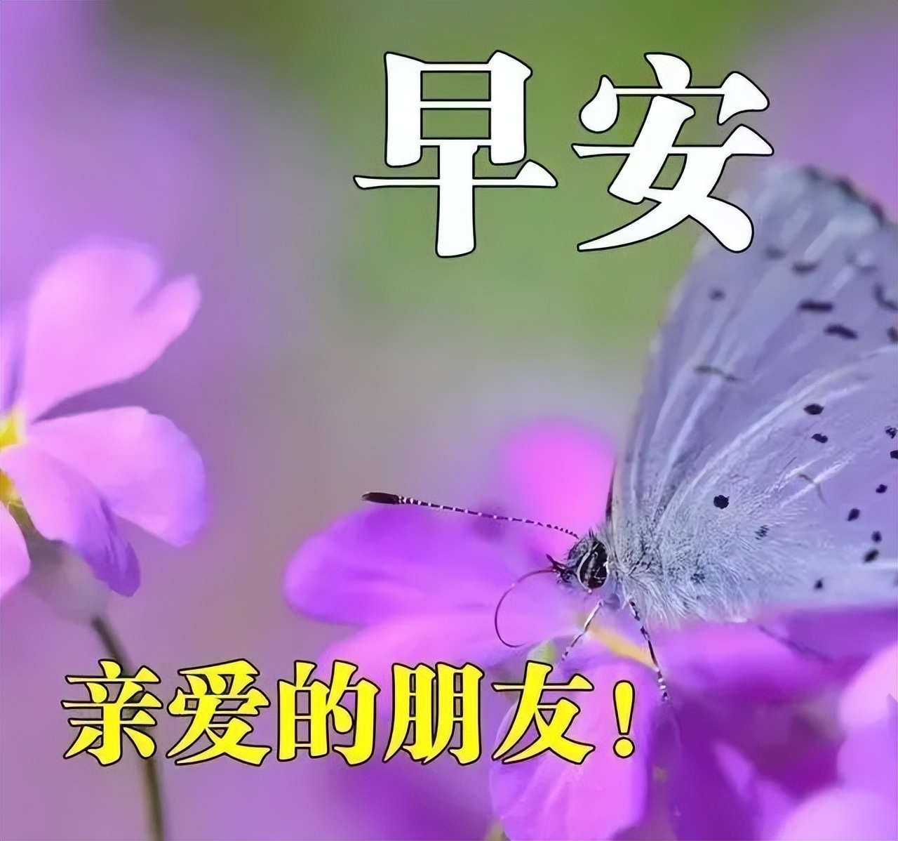 新周早上好祝福图片，祝福语句子，愿你事事顺心，一切都美好图片