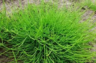 笔头菜是什么菜,长的像毛笔头一样的植物