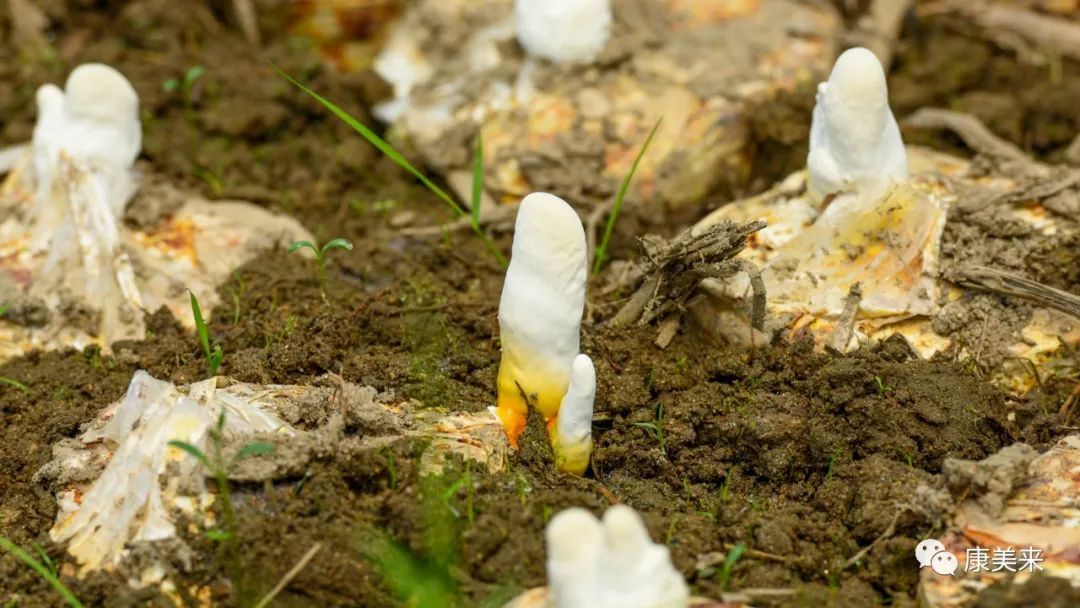 2022康美来大别山灵芝基地实地探访