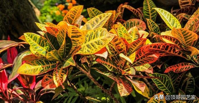 颜色不是绿色的植物,而是其它各种颜色,比如红色,黄色,紫色和彩色等