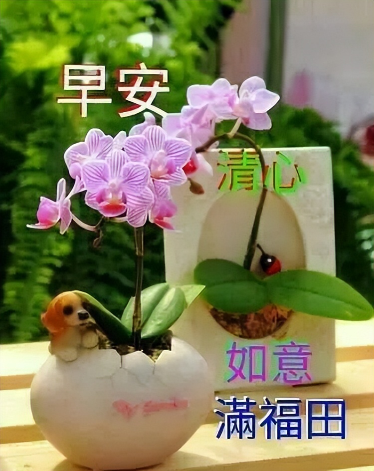 创意好看的早上好祝福图片带字温馨 一天一个梦想，祝你快乐安康图片
