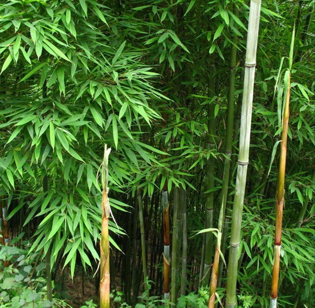 鲜竹沥(鲜竹沥口服液)-我的快乐小窝