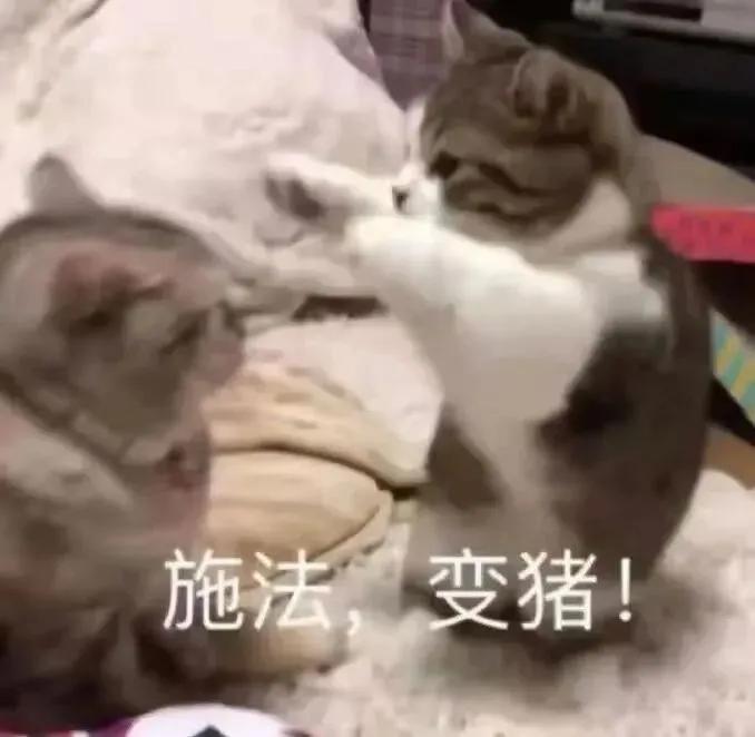 猫咪搞笑表情包