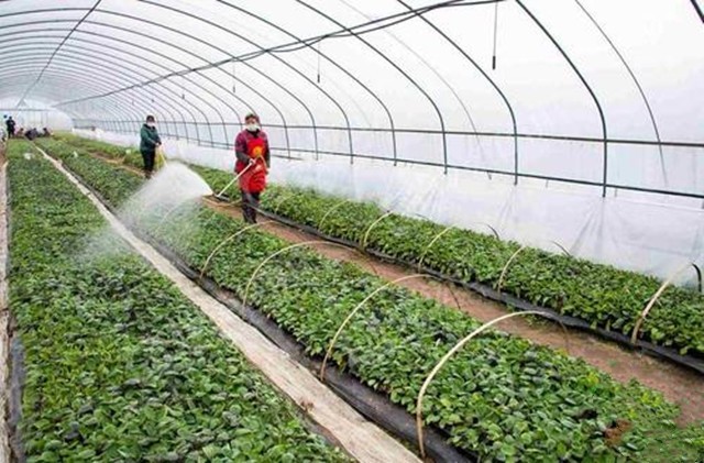 哭泣的乡村：一个中国农大研究生的回乡日记