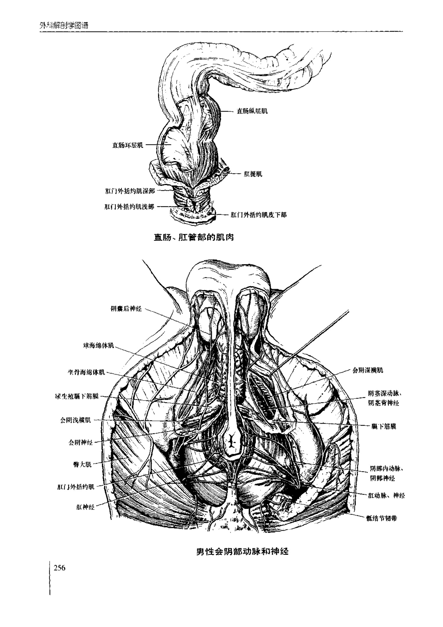 人体内脏位置图(图示集‖外科解剖学图谱(8-5)盆部)