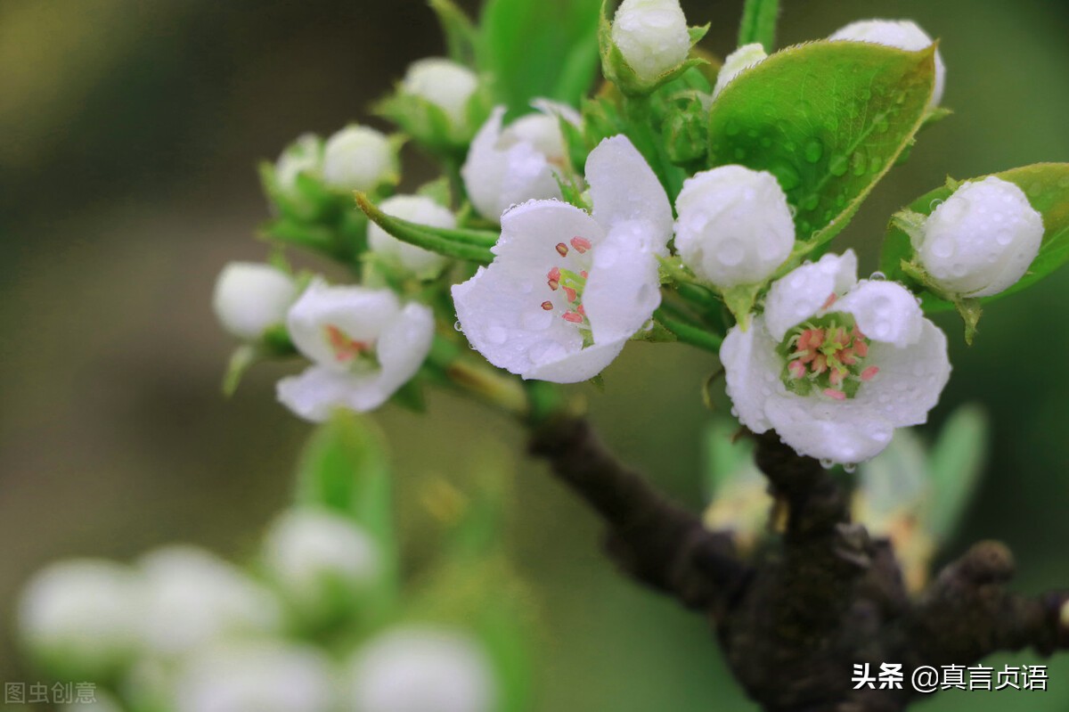 李剑原创丨梨花带雨——追忆我的同学刘常霞（散文）