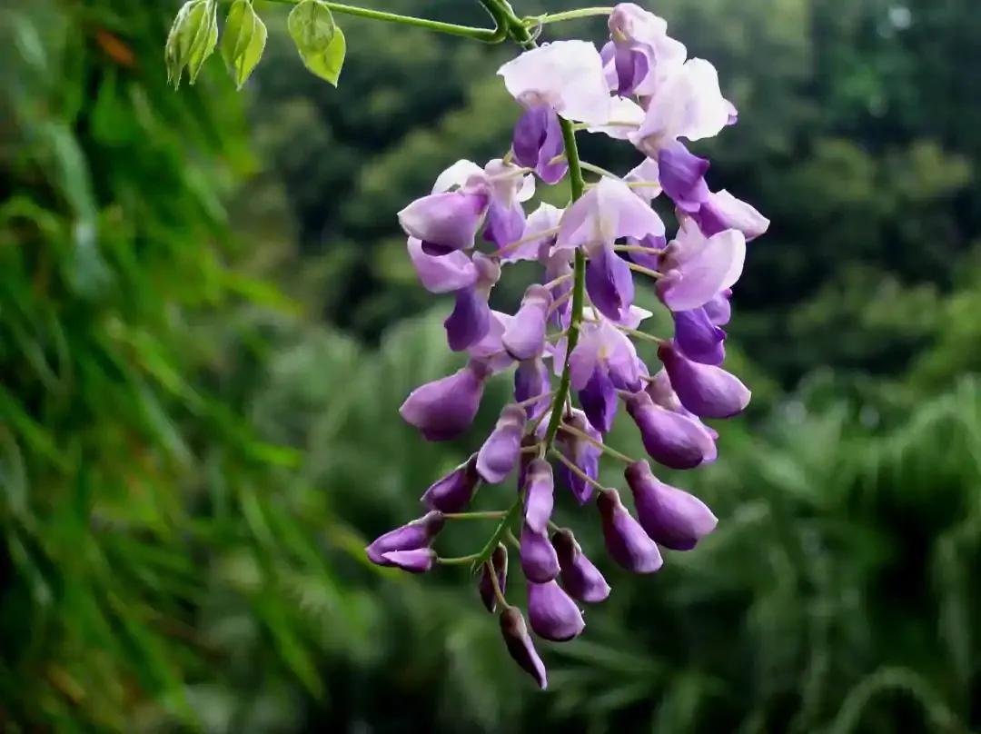 紫藤花的寓意,你知道嗎?