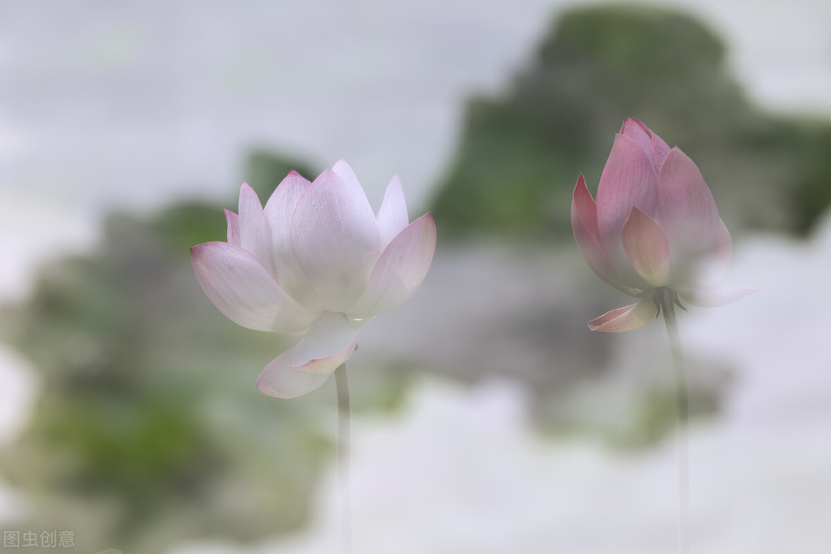 禅意静心唯美意境,古风仙仙荷韵写意之美