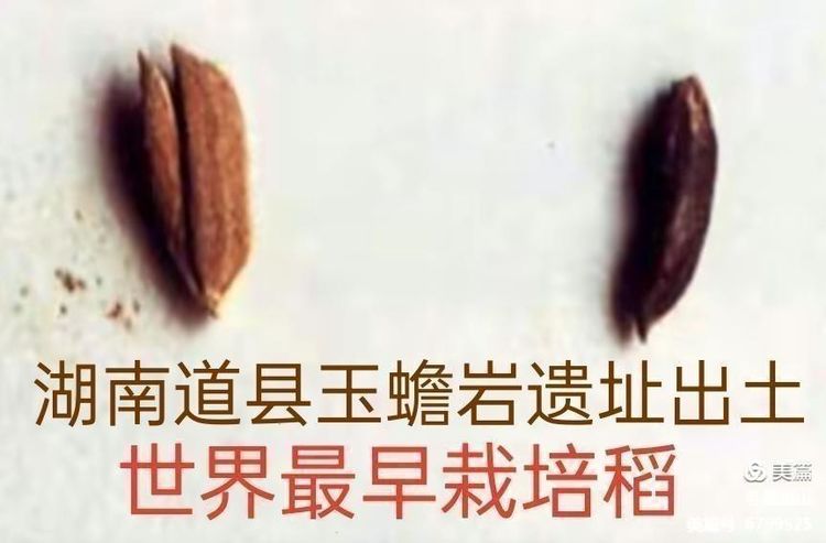 黄镇山：世界陶稻黍文明起源中国万年前