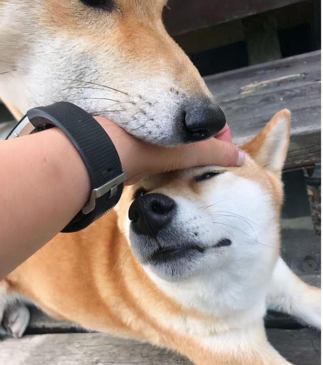 狗狗拿头“拱人”，其实是想说这几句话