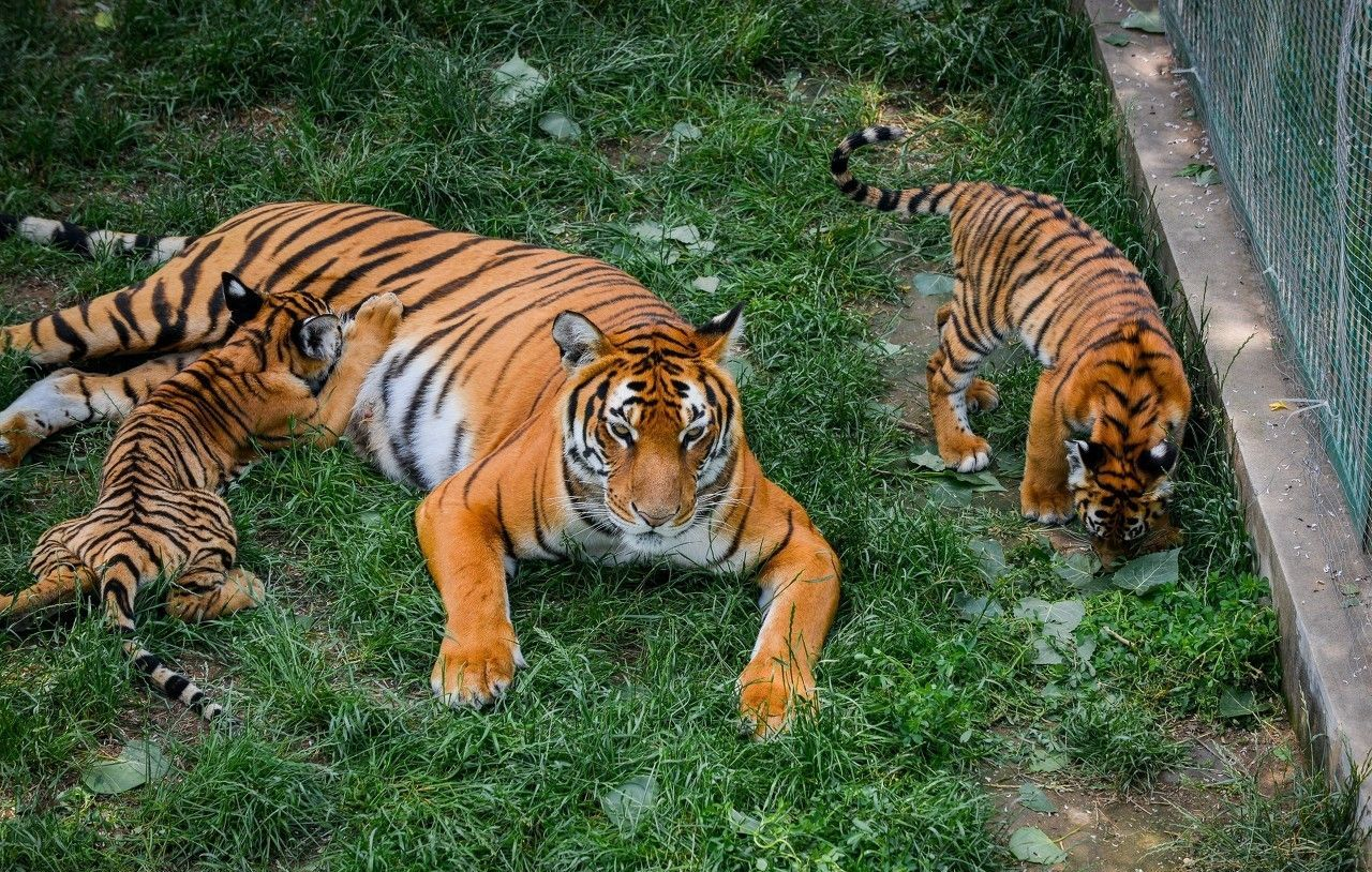 亚洲金猫现身秦岭！真是传说动物“彪”吗，能控制泛滥的野猪吗？