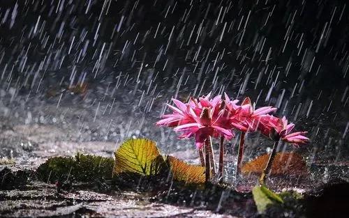 雨后的说说短句