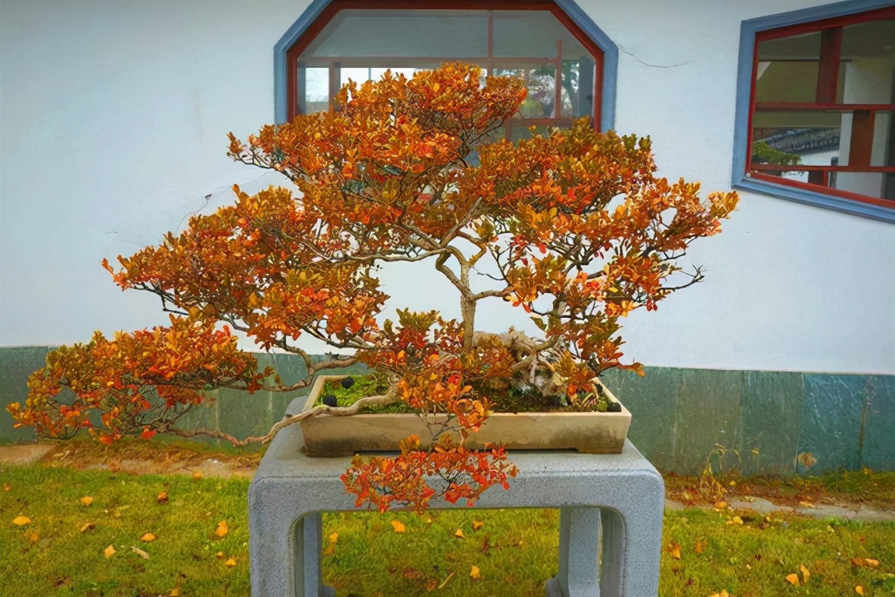 十大珍贵盆景树种排行榜，资深花友必备收藏指南